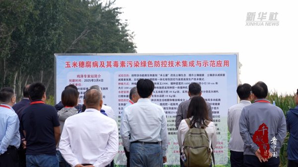 聚创优配 千城百县看中国｜河北鸡泽：玉米穗腐病形成全链条防控路径